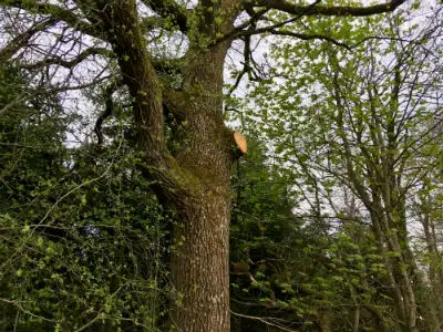 beskaering gammelt trae kolding