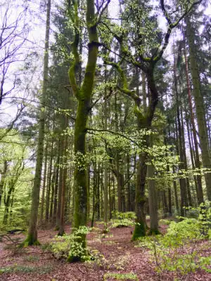 boegetrae gran kolding