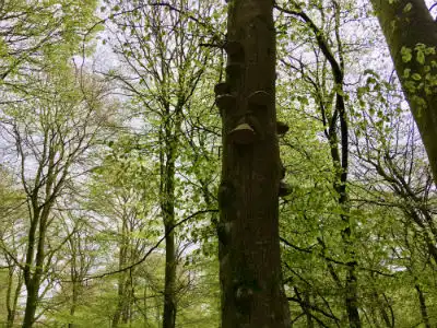 toendersvamp kolding1