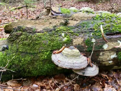 toendersvamp kolding2